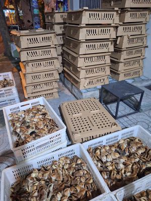 Trại có gà nòi Bến Tre gà mía gà thả vườn cần bán. Mua bán Gà tại Quận 12 Tp Hồ Chí Minh được đăng bởi Lê Thị Hảo