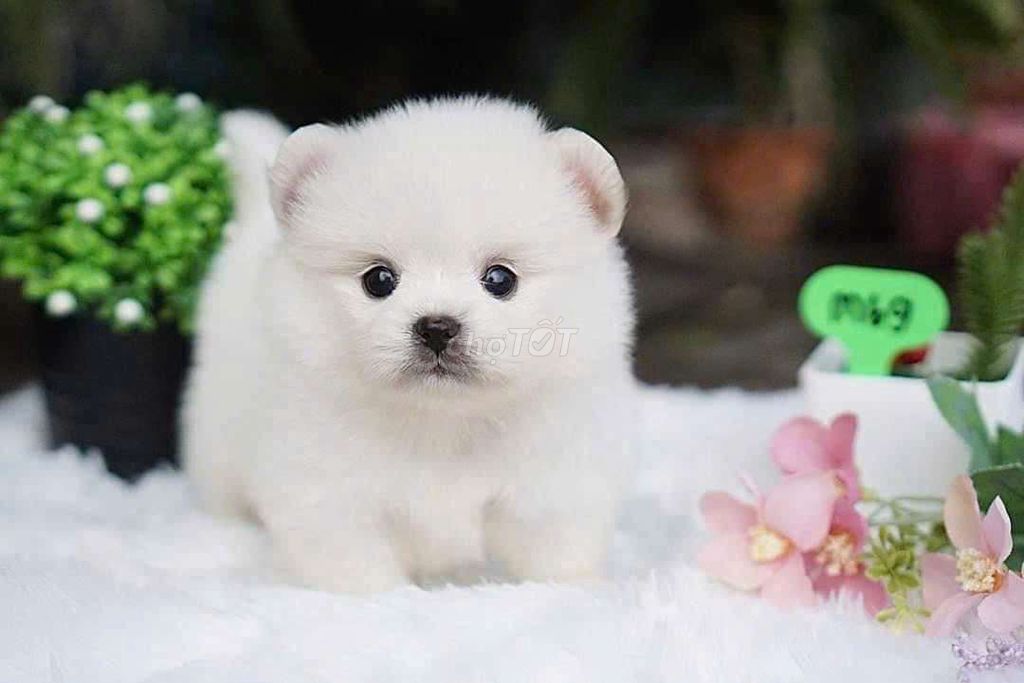 Phốc Sóc Mini Xinh Ngoan Yêu - Cá chỉ từ 1.500. Mua bán Chó tại Quận 6 Tp Hồ Chí Minh được đăng bởi Tiệm Pet Nhà Mun hình 3