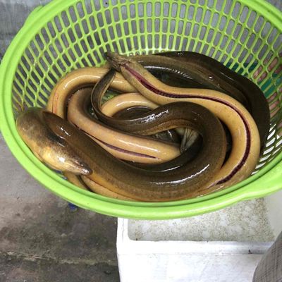 lươn nuôi. Mua bán Đồ ăn, thực phẩm và các loại khác tại Huyện Củ Chi Tp Hồ Chí Minh được đăng bởi Diep