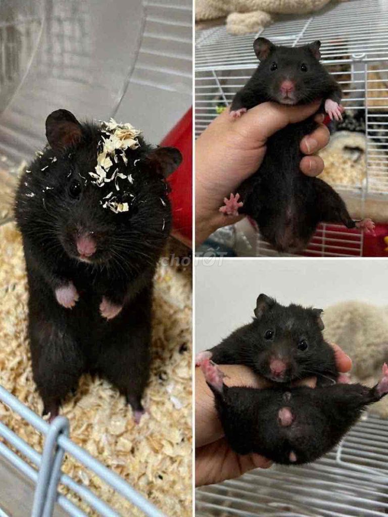 Hamster bear. Mua bán Thú cưng khác tại Quận Gò Vấp Tp Hồ Chí Minh được đăng bởi Hamusuta  hình 1