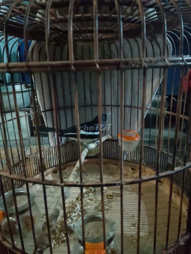 Chim chích chòe đất đã hót không tật lỗi. Mua bán Chim tại Quận 4 Tp Hồ Chí Minh được đăng bởi Linh Cao hình 1