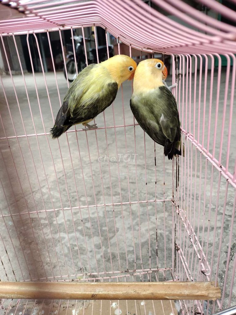 Cặp lovebirds euwing đầu vàng