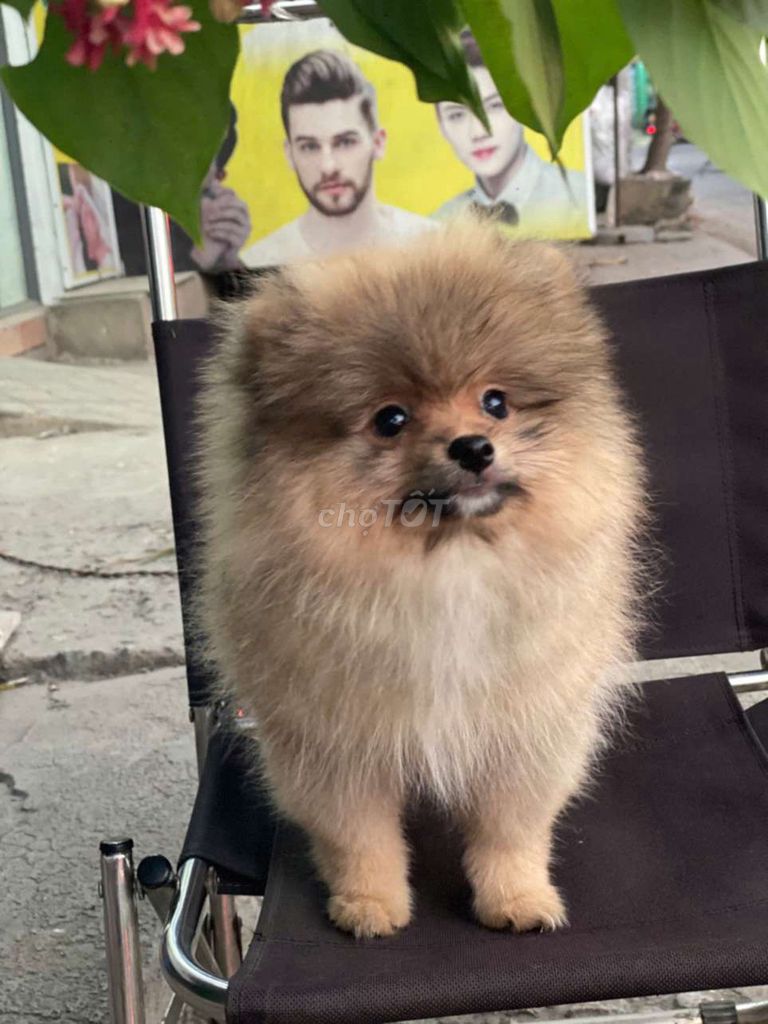 Pom mini