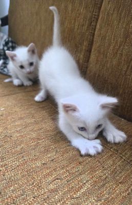 Mèo cảnh Trắng gần 2 tháng