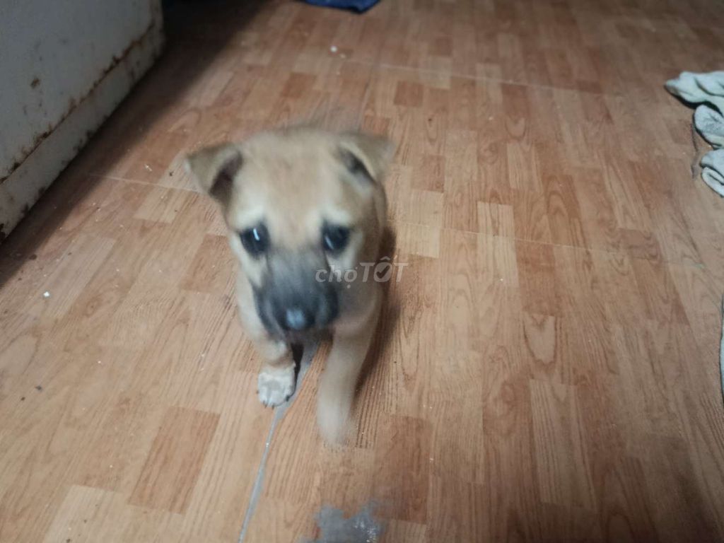Chó cỏ nâu vàng dưới 3 tháng. Mua bán Chó tại Quận Sơn Trà Đà Nẵng được đăng bởi Hoàng trí Nguỵ hình 1