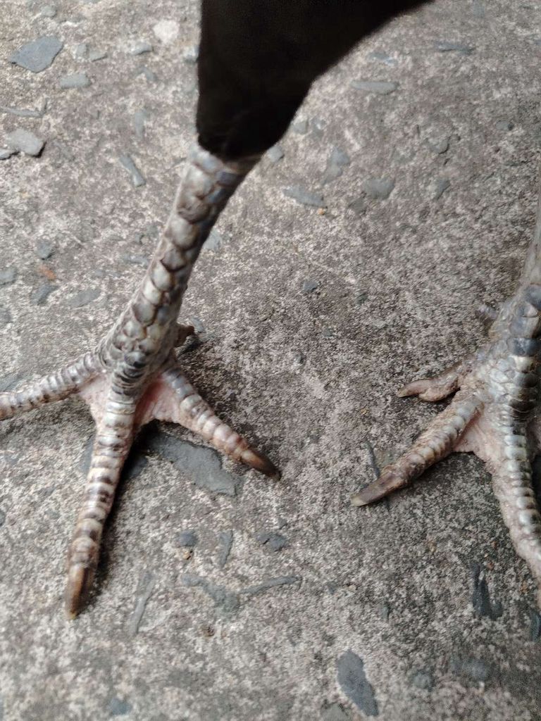 Gà mái đen cựa lục đinh. Mua bán Gà tại Huyện Bình Chánh Tp Hồ Chí Minh được đăng bởi Quốc Nguyên  hình 1