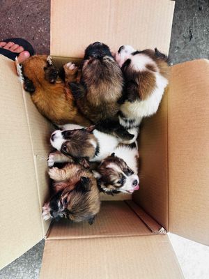 con lai lùn ú siêu đáng yêu luôn ạ. Mua bán Chó tại Quận Bình Tân Tp Hồ Chí Minh được đăng bởi hải đăng
