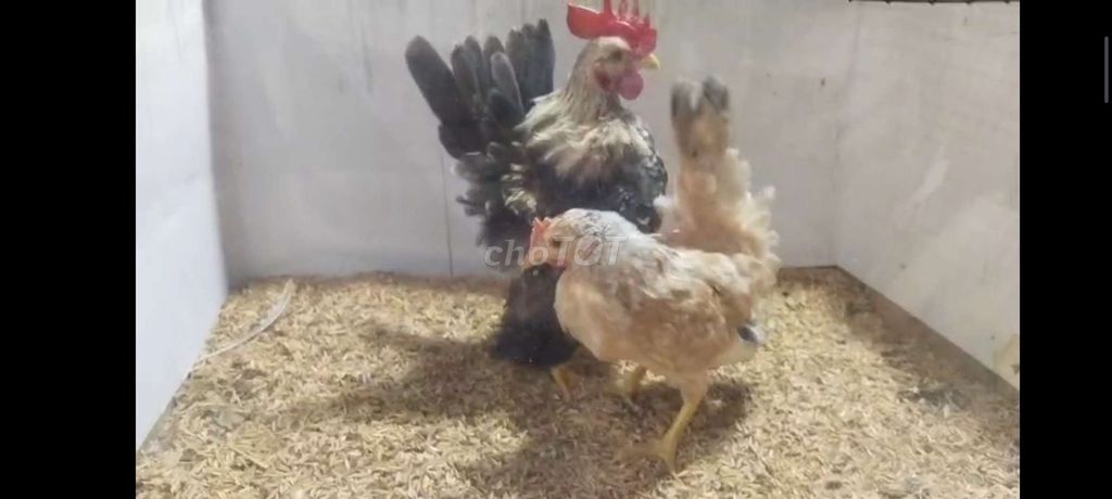 CẶP GÀ SERAMA TRỐNG ĐIỀU XÁM MÁI ĐIỀU BÔNG 27. Mua bán Gà tại Quận 8 Tp Hồ Chí Minh được đăng bởi THUẬN PHÁT SERAMA hình 5