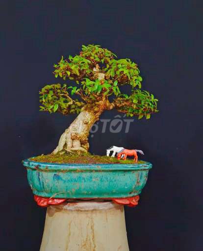 Cây Mai Chiếu Thủy bonsai cao 20cm