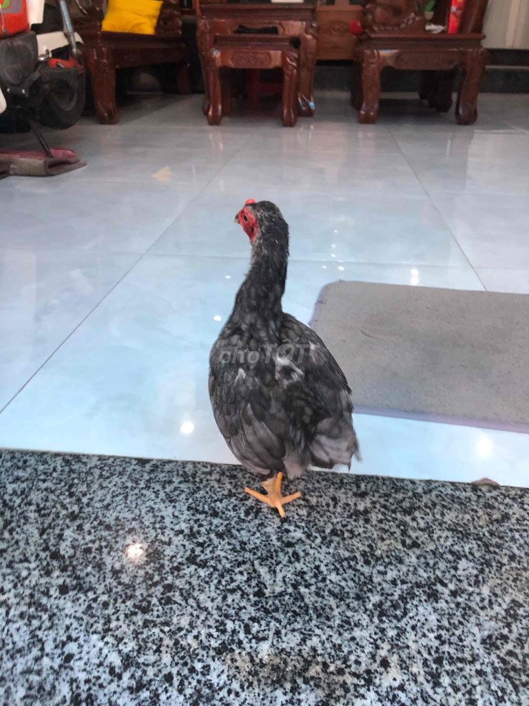 Gà cảnh Đen xám. Mua bán Gà tại Huyện Nhà Bè Tp Hồ Chí Minh được đăng bởi LÊ VĂN GIÀU hình 1