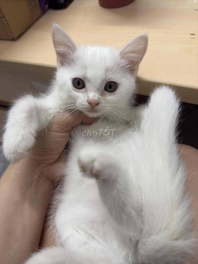Mèo ALN Trắng 2 tháng tuổi. Mua bán Mèo tại Quận 7 Tp Hồ Chí Minh được đăng bởi Đào hình 1