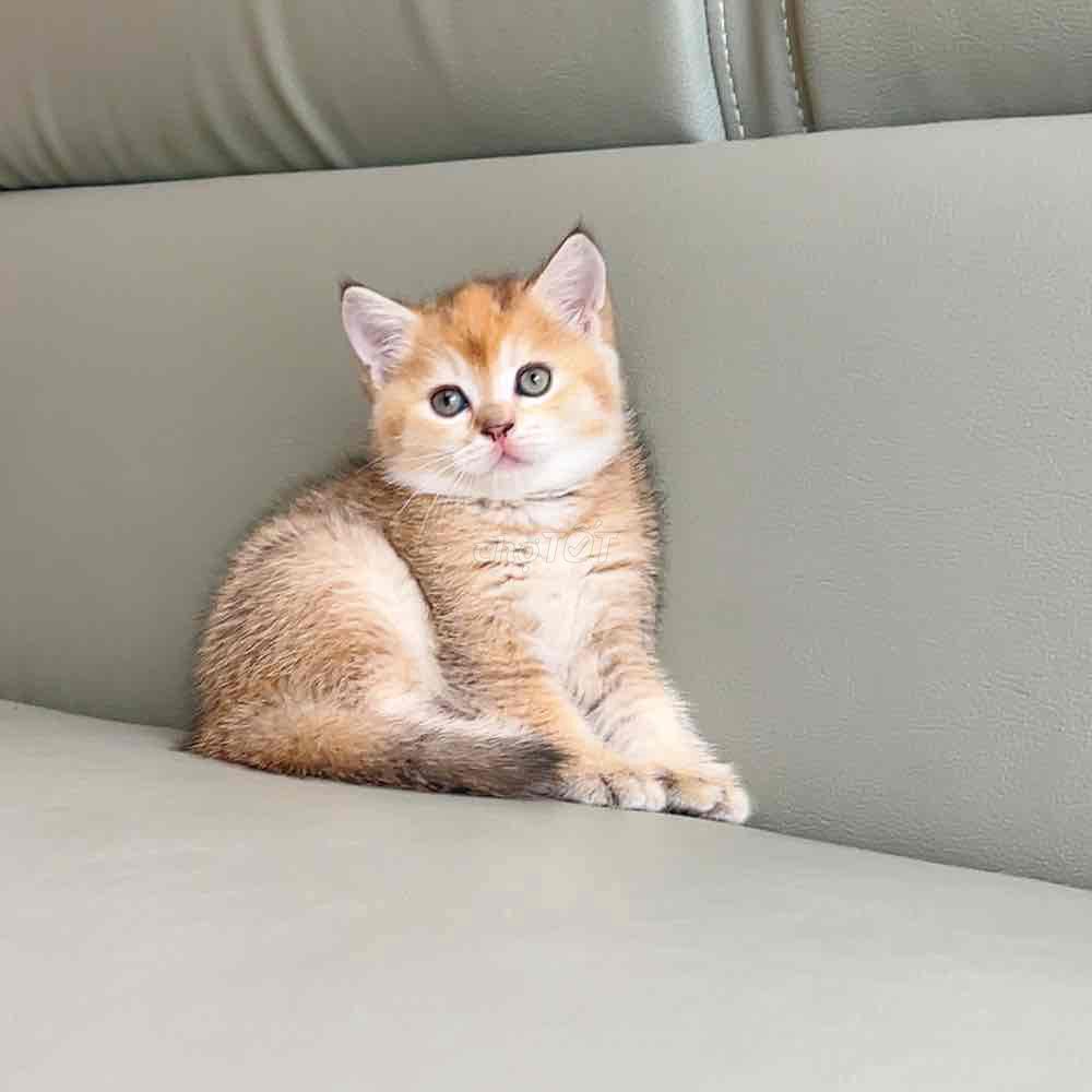 mèo golden tìm chủ mới. Mua bán Mèo tại Quận 6 Tp Hồ Chí Minh được đăng bởi Trần hình 4