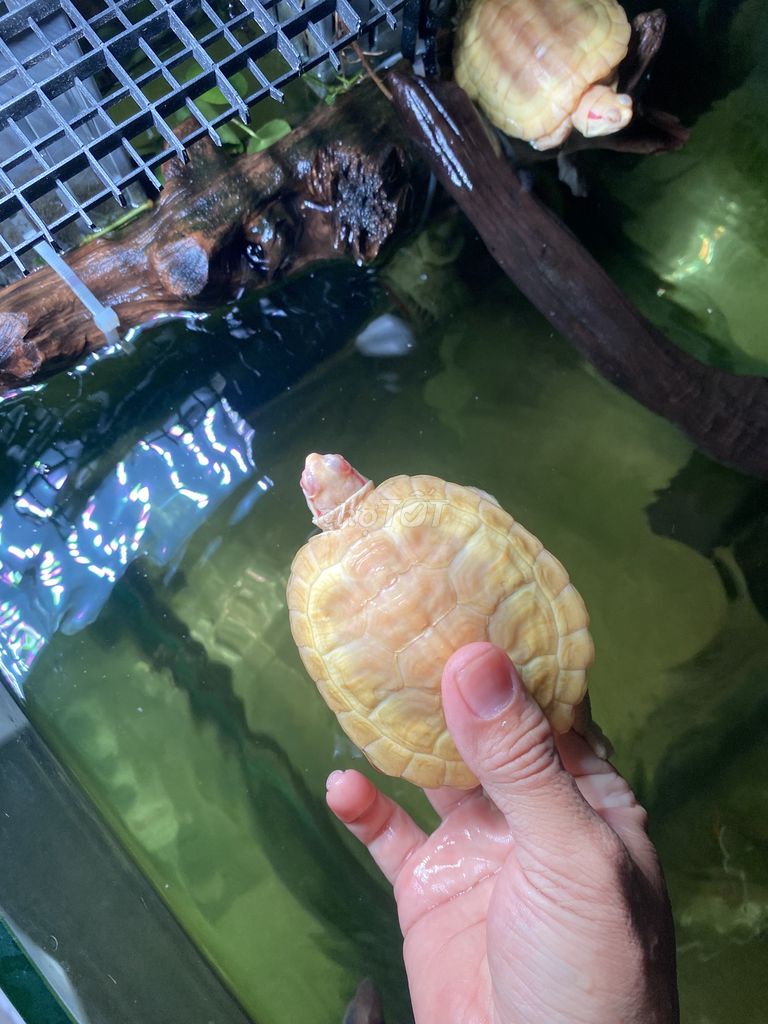rùa abino sz8 liên hệ sdt này. Mua bán Thú cưng khác tại Quận Bình Tân Tp Hồ Chí Minh được đăng bởi Huynh Liem hình 1
