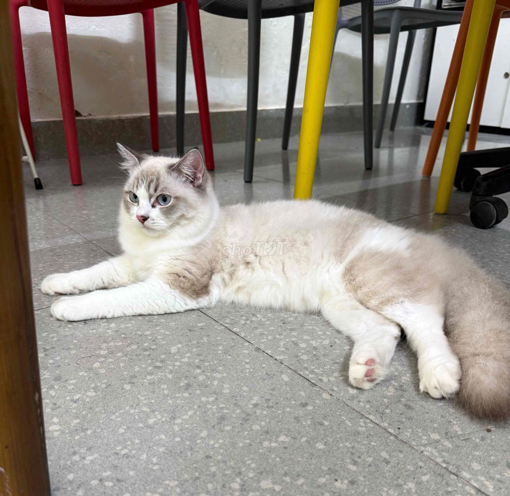 Mèo Ragdoll Trắng xám. Mua bán Mèo tại Quận Ba Đình Hà Nội được đăng bởi ha nhung nguyen hình 1