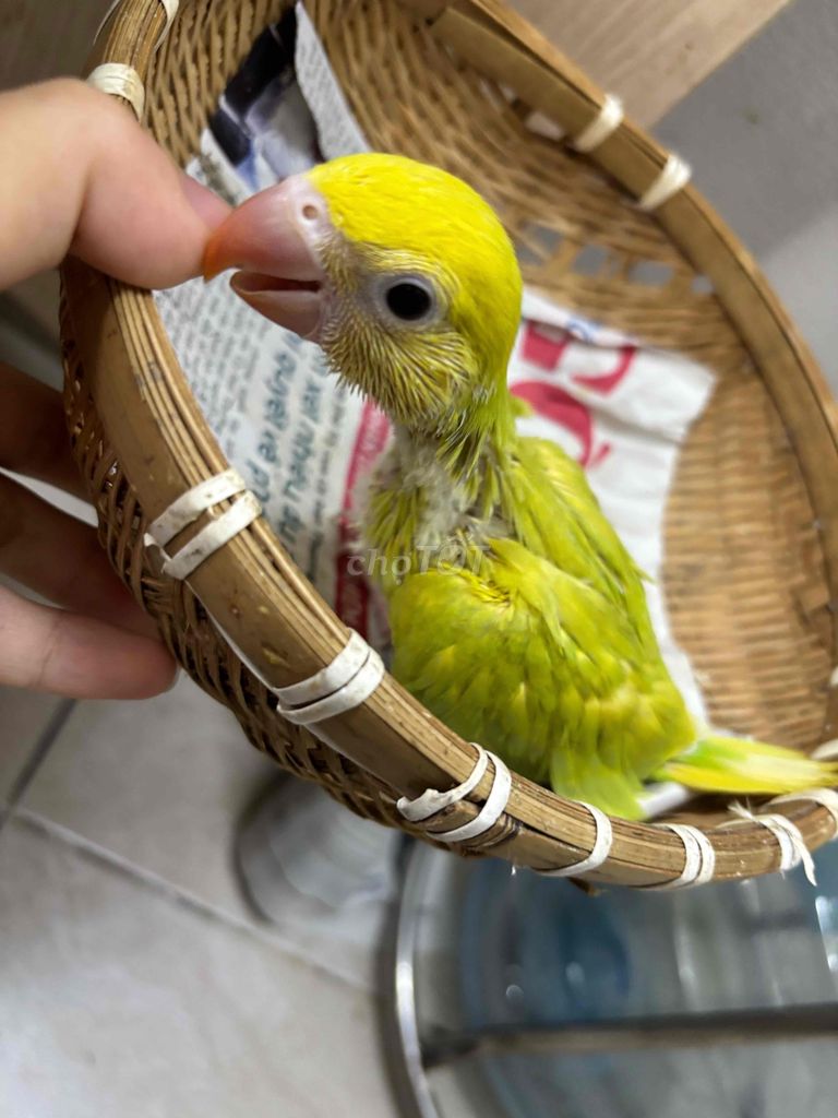 Chim Ringneck Paiid Green Xanh lá. Mua bán Chim tại Quận Bình Tân Tp Hồ Chí Minh được đăng bởi Hoa Duong hình 1