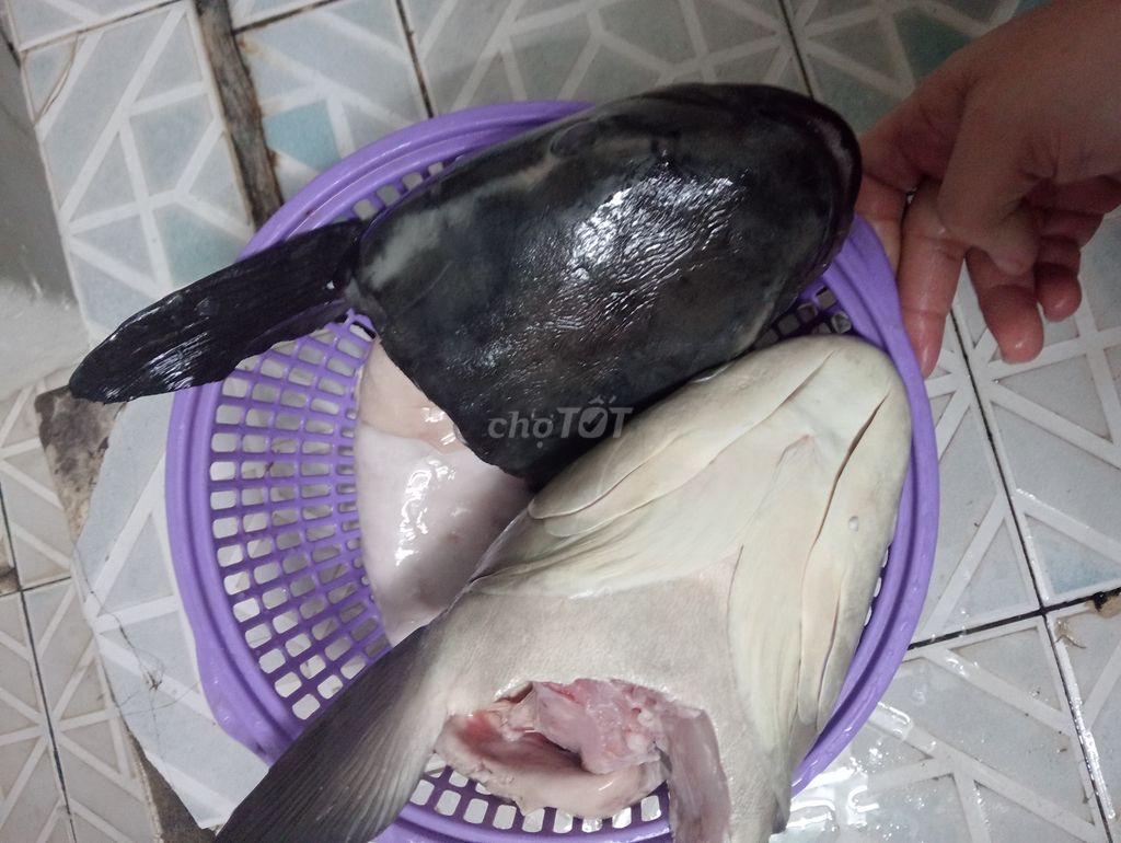 210k sét 2 cái đầu cá bớp như hình 2kg7