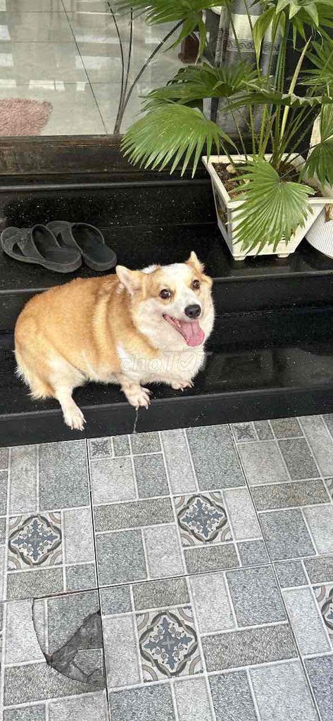 Chó Corgi cái 1 năm vàng trắng. Mua bán Chó tại Quận Ninh Kiều Cần Thơ được đăng bởi Nguyen Thanh Hai hình 1