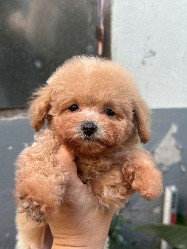 Chó Poodle Teacup mini Vàng mơ. Mua bán Chó tại Quận Gò Vấp Tp Hồ Chí Minh được đăng bởi Phát Đạt  hình 1