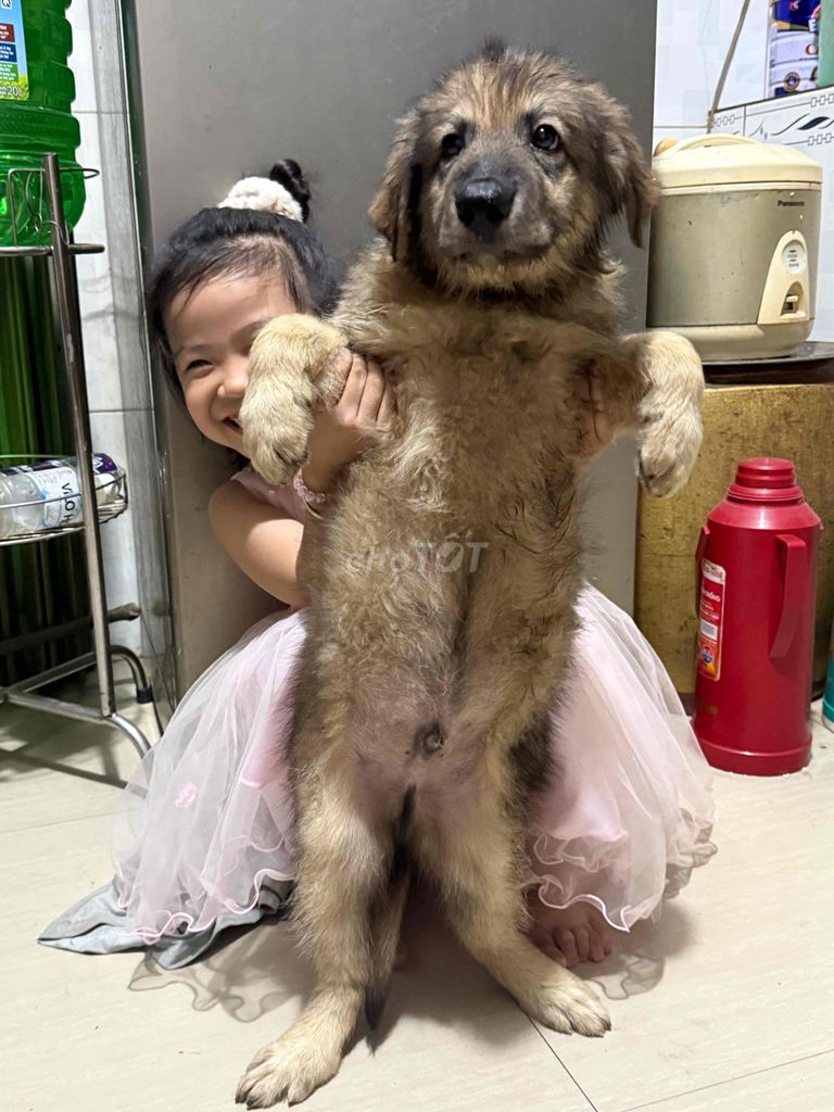 Chó Becgie 8kg 2 tháng tuổi. Mua bán Chó tại Huyện Long Hồ Vĩnh Long được đăng bởi công thành hình 1