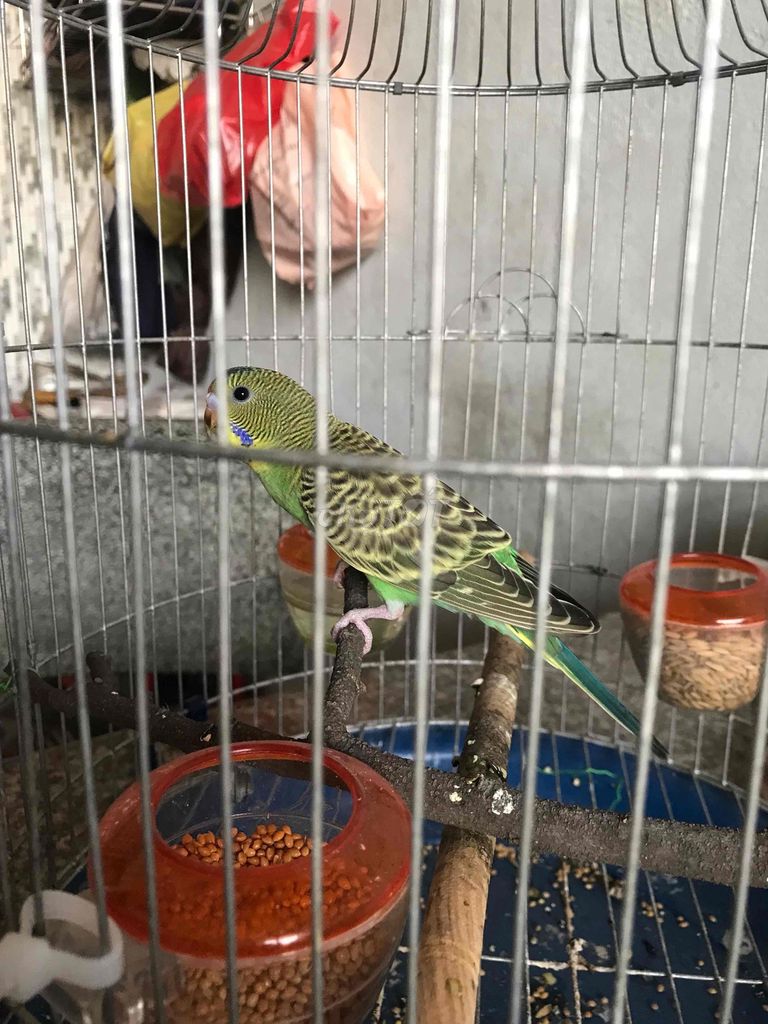 Chim Vẹt trống 6 tháng. Mua bán Chim tại Thành phố Biên Hòa Đồng Nai được đăng bởi Hòa Real hình 1