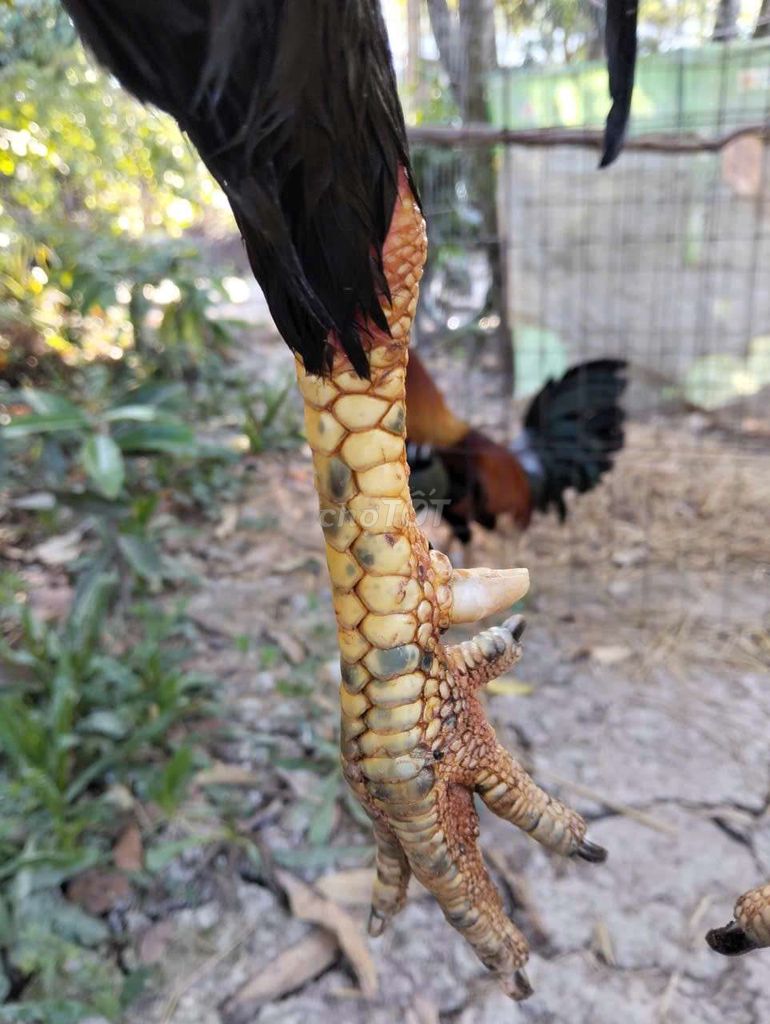 Gà chọi Đen Đỏ Đực 3.4kg. Mua bán Gà tại Huyện Trần Đề Sóc Trăng được đăng bởi Trần Huyền hình 1