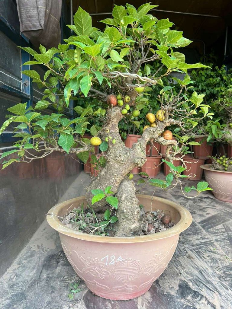 Cây sung bonsai đẹp