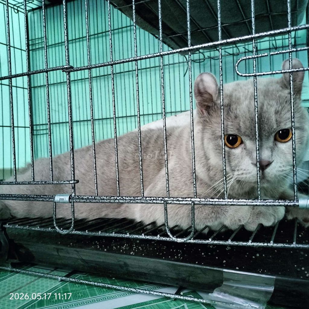 Mèo Tai xoắn đực Lilac đã tiêm phòng. Mua bán Mèo tại Huyện Củ Chi Tp Hồ Chí Minh được đăng bởi Nguyễn Hoài Nam hình 1