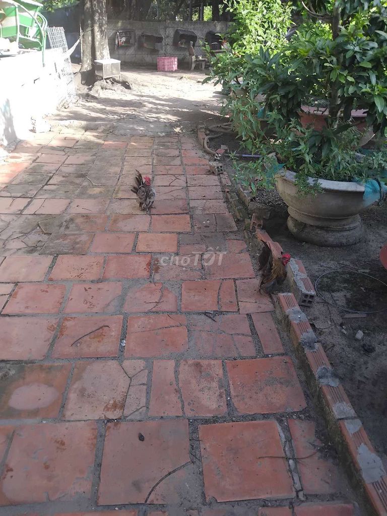 Gà Serama 3 con. Mua bán Gà tại Huyện Củ Chi Tp Hồ Chí Minh được đăng bởi banh hình 1