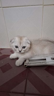 MÈO ALN CHÂN LÙN, TAI CỤP GIÁ HỜI