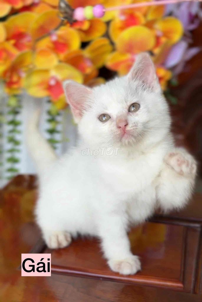 Mèo con 2 tháng Đực Cái. Mua bán Mèo tại Thành phố Buôn Ma Thuột Đắk Lắk được đăng bởi Thùy Trang  hình 1