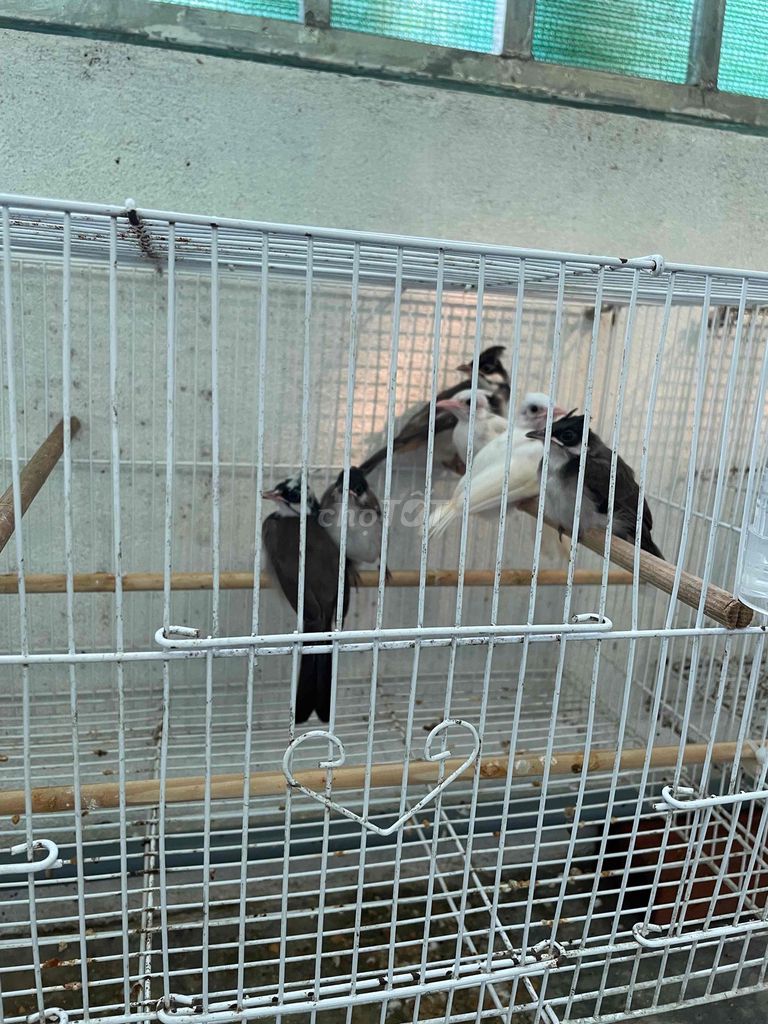 Chim chào mào đột biến. Mua bán Chim tại Huyện Quỳnh Lưu Nghệ An được đăng bởi Nguyễn Mạnh Quyền hình 1