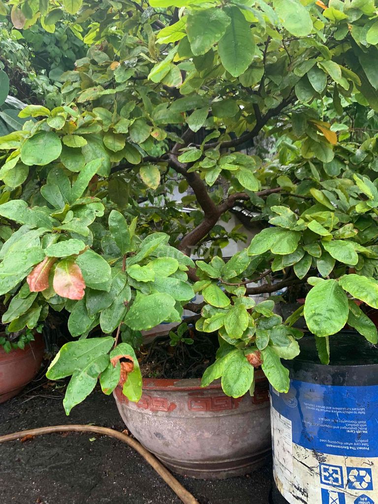 Cây Mai Bonsai. Mua bán Cây cảnh, đồ trang trí tại Quận Tân Bình Tp Hồ Chí Minh được đăng bởi tien hình 1