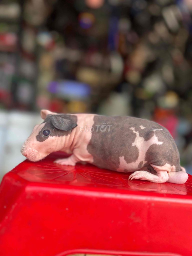 Hà mã mi ni bò sữa hơn 3 tháng tuổi. Mua bán Thú cưng khác tại Thành phố Dĩ An Bình Dương được đăng bởi văn minh hình 1
