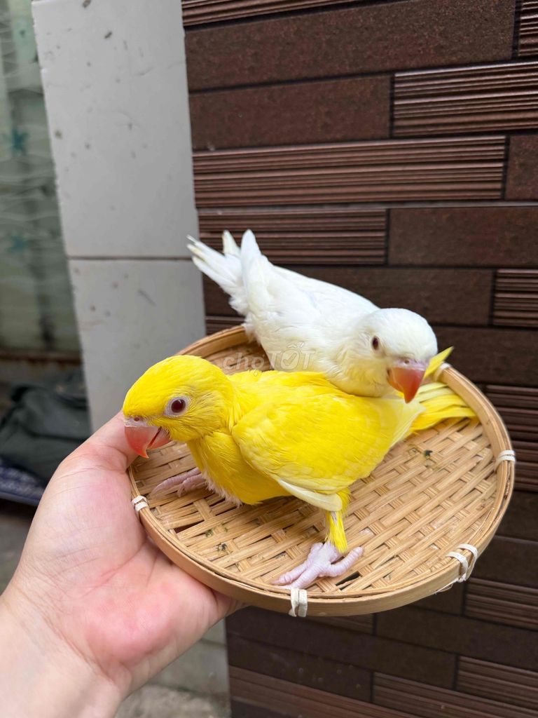 Chim Vàng Trắng Nói Giỏi Ú Nu. Mua bán Chim tại Quận Tân Phú Tp Hồ Chí Minh được đăng bởi Thủy huỳnh hình 1