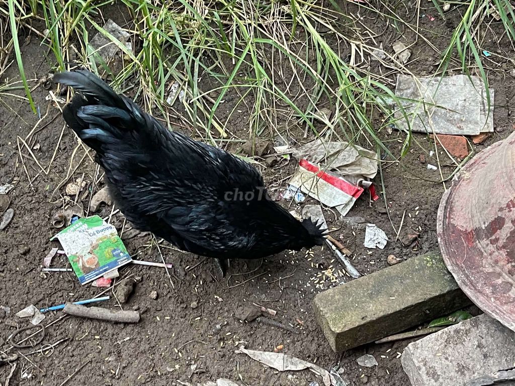 Gà HMông đen 1kg. Mua bán Gà tại Thị xã Tân Châu An Giang được đăng bởi nhất việt hình 1
