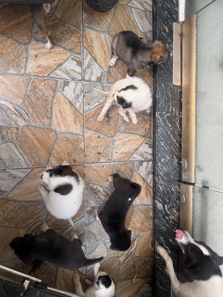 Chó Đen Trắng Nâu. Mua bán Chó tại Thành phố Thủ Dầu Một Bình Dương được đăng bởi Vincent Trần hình 1