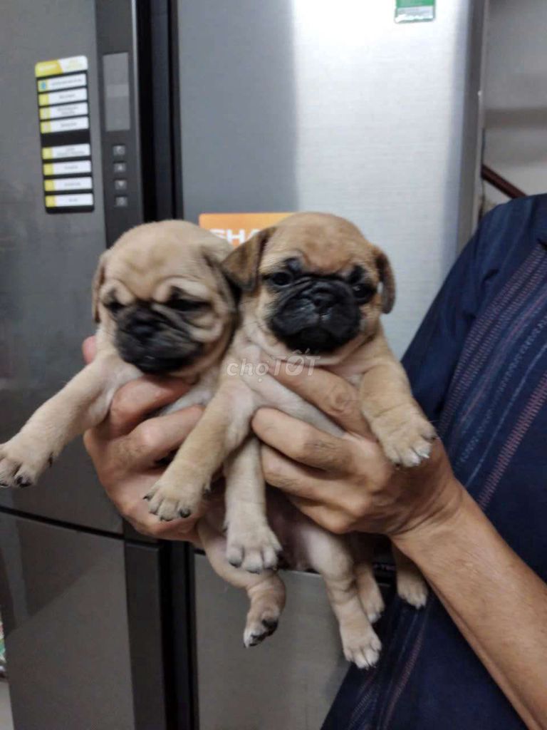 PUG CHÂN LÙN THUẦN CHỦNG. Mua bán Chó tại Thành phố Thủ Đức Tp Hồ Chí Minh được đăng bởi Chú UT  hình 1