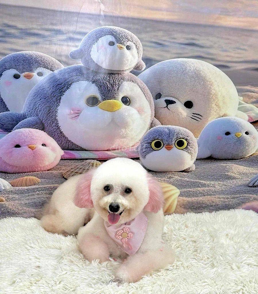Chó Poodle trắng 2 tuổi 5kg. Mua bán Chó tại Huyện Long Hồ Vĩnh Long được đăng bởi đơn độc  hình 1