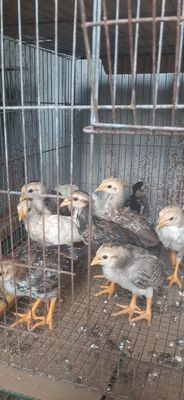 15 con gà tre asil mỷ 3 tuần tuổi khỏe mạnh bao