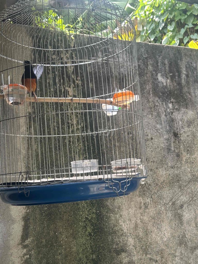 Chim chào mào 1 mùa bóng bộ đẹp hót lai rai. Mua bán Chim tại Thành phố Thủ Dầu Một Bình Dương được đăng bởi Tên chưa cung cấp hình 1