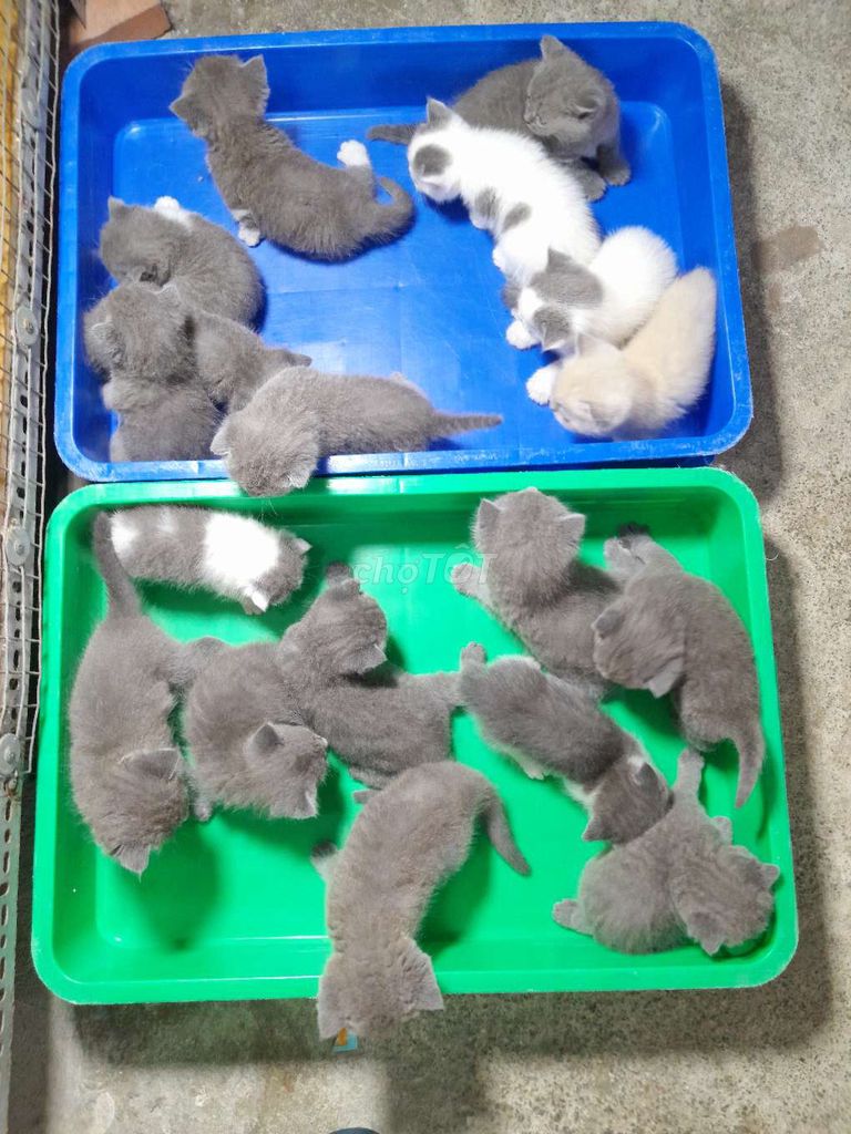 MÈO ANH . MÈO BỐ NHẬP KHẨU. Mua bán Mèo tại Thành phố Thủ Dầu Một Bình Dương được đăng bởi A phuc hình 1