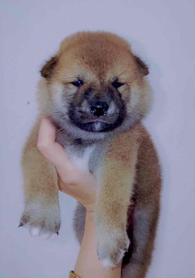 Chó Shiba Inu đã tiêm phòng