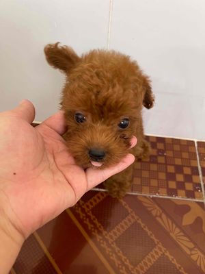 Poodle nâu ức trắng. Mua bán Chó tại Thành phố Trà Vinh Trà Vinh được đăng bởi Mỹ Hà