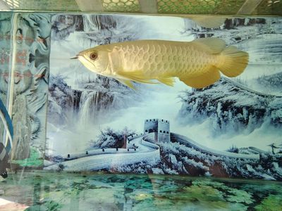 Tủ và cá thanh lý rẻ cho ai cần