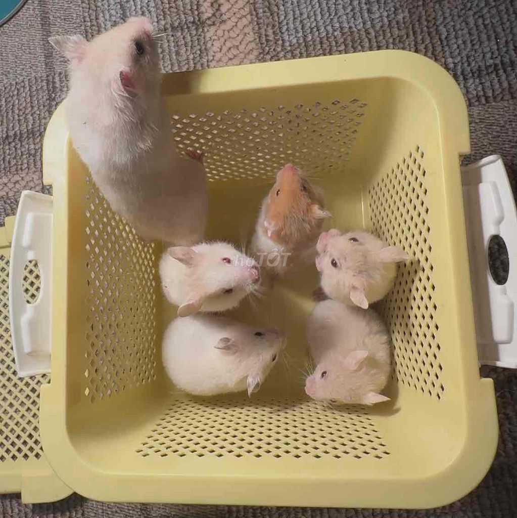 Chuột Hamster Bear thường cần tìm chủ. Mua bán Thú cưng khác tại Quận Hai Bà Trưng Hà Nội được đăng bởi Mai Yến Nguyễn hình 1