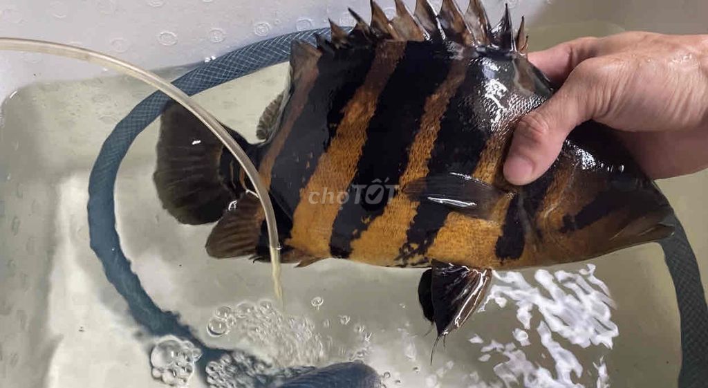 Cá hổ Indo 38-40 cm có giao lưu có ship khu vực SG. Mua bán Thú cưng khác tại Quận Bình Tân Tp Hồ Chí Minh được đăng bởi Mê Cá hình 1