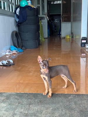 phốc hươu đực socola. Mua bán Chó tại Huyện Cư M'gar Đắk Lắk được đăng bởi Nguyễn Tuấn Minh