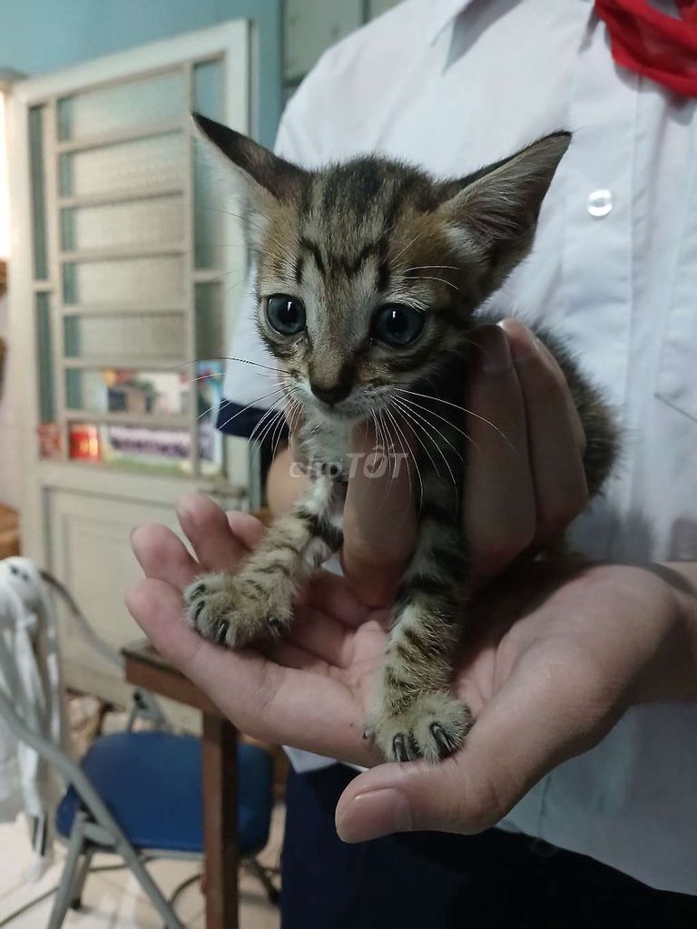 Tặng mèo con. Mua bán Mèo tại Quận Bình Tân Tp Hồ Chí Minh được đăng bởi Y Thiên hình 1