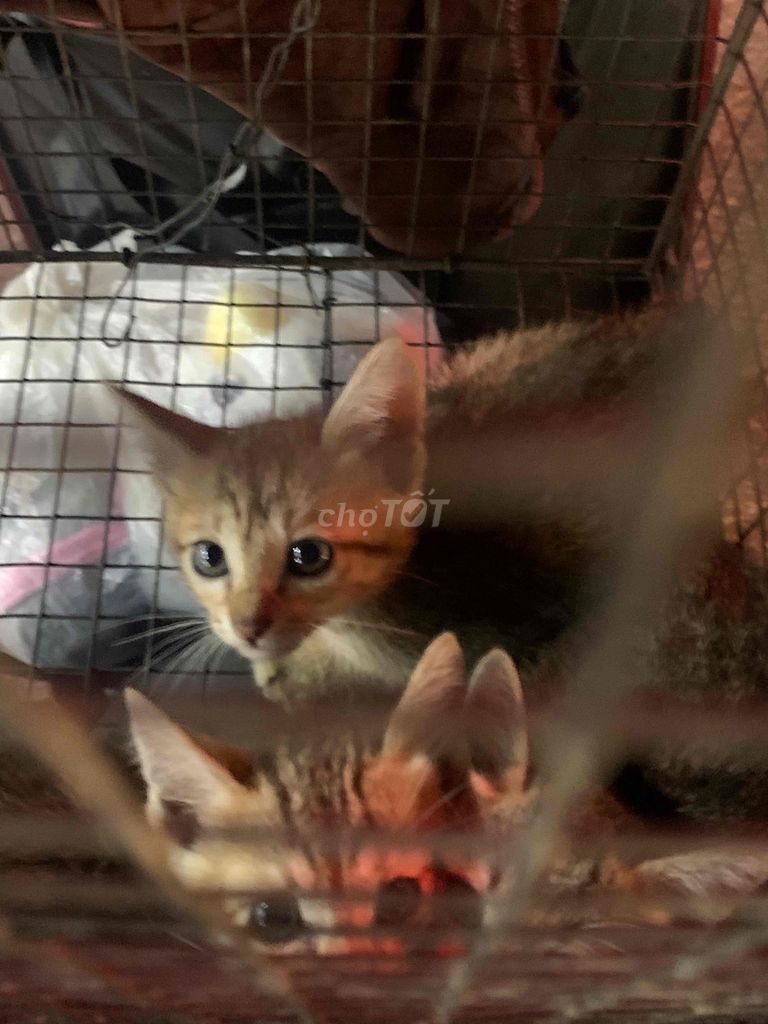 Mèo con Vàng Đen cả hai. Mua bán Mèo tại Thành phố Thủ Đức Tp Hồ Chí Minh được đăng bởi Tin Phạm hình 1
