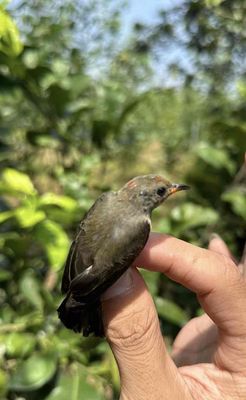 ốc mít chấm bẫy đấu. Mua bán Chim tại Thị xã Bến Cát Bình Dương được đăng bởi Gà Thái Mỹ